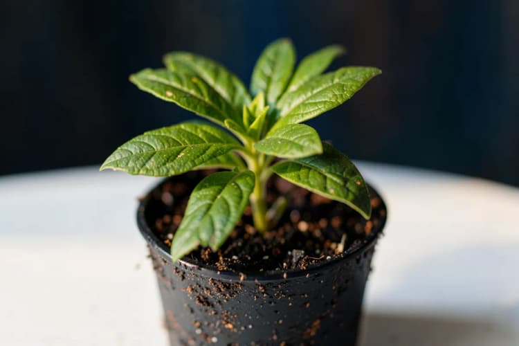 Uma planta crescendo em um vaso, com folhas verdes vibrantes e terra escura.